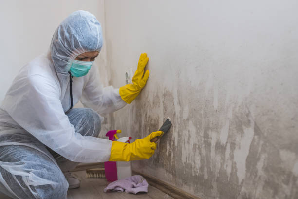 Why You Should Choose Our Mold Remediation Services in Clifton Forge, VA